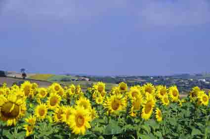 Marche des tournesols