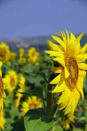 Marche des tournesols