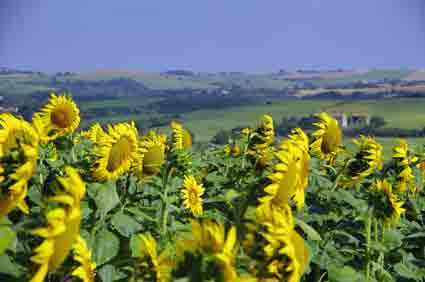 Marche des tournesols
